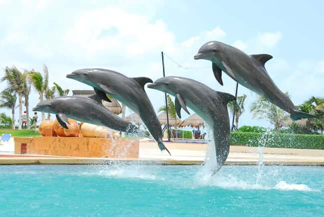 Delfines en Cancún