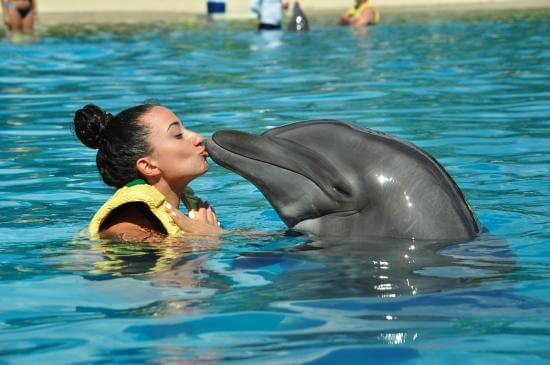 Donde nadar con delfines en Cancún