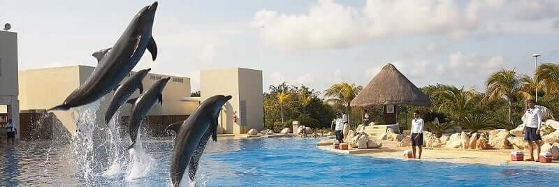 Diversión con Dolphinaris Cancún