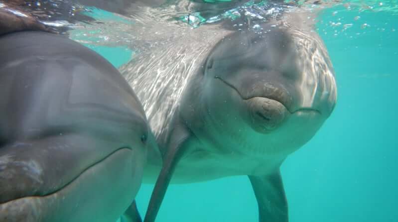 Atracción nado con delfines en el Parque Garrafón Park en Cancún 