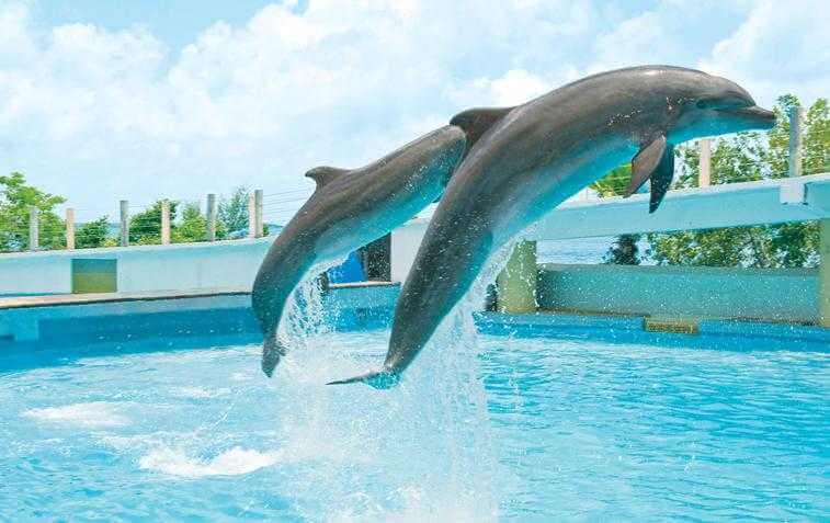 Nado con delfines en el Interactive Aquarium Cancún