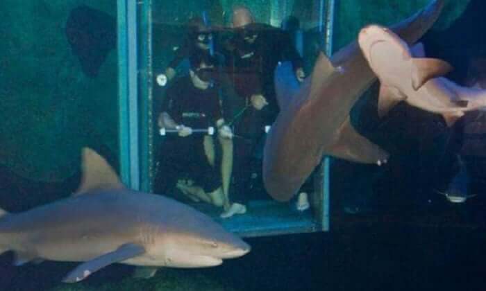 Nado con tiburones en el Interactive Aquarium Cancún