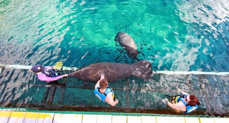Atracción nado con los leones marinos en el Parque Chankanaab Beach Adventure Park en Cancún