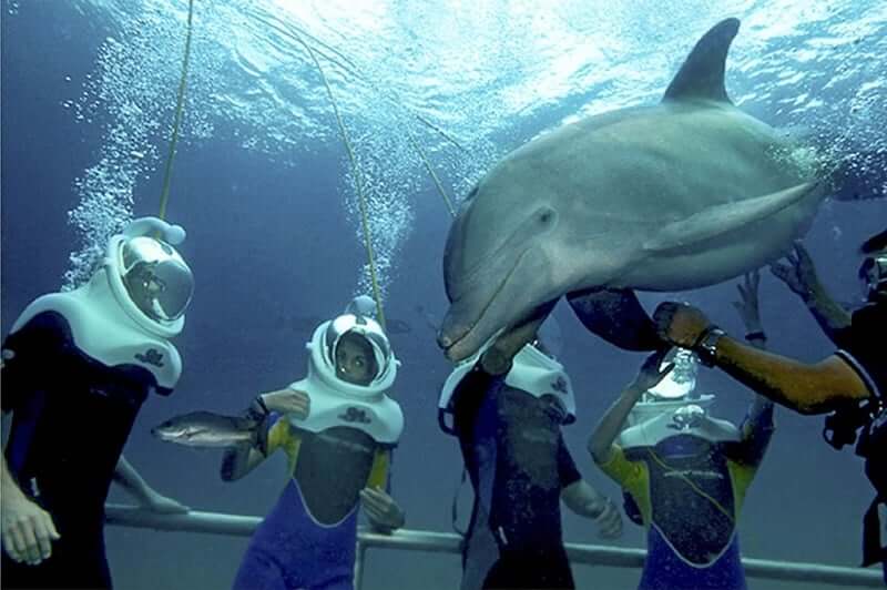 Atracciones en el Parque Xel-Há en Cancún - Nado con delfines